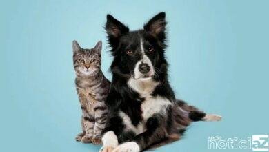 Campanha arrecada ração para cães e gatos em Jundiaí